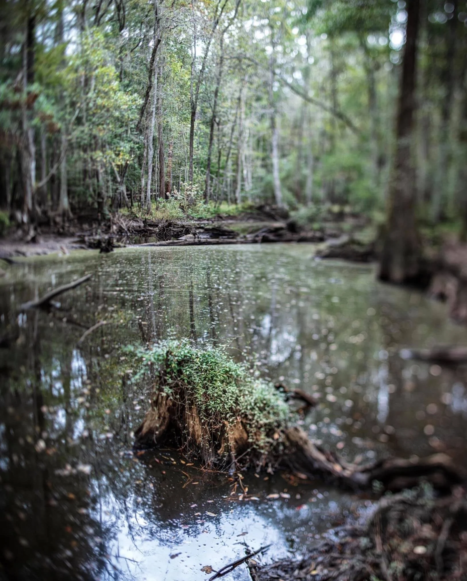 Cypress Knee, Seventeen Mile Creek (2020)